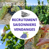 SAISONNIER VENDANGE