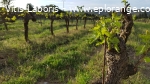 Salarié viticole (H/F) biodynamie