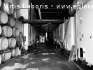 Stage Vinification / Viticulture