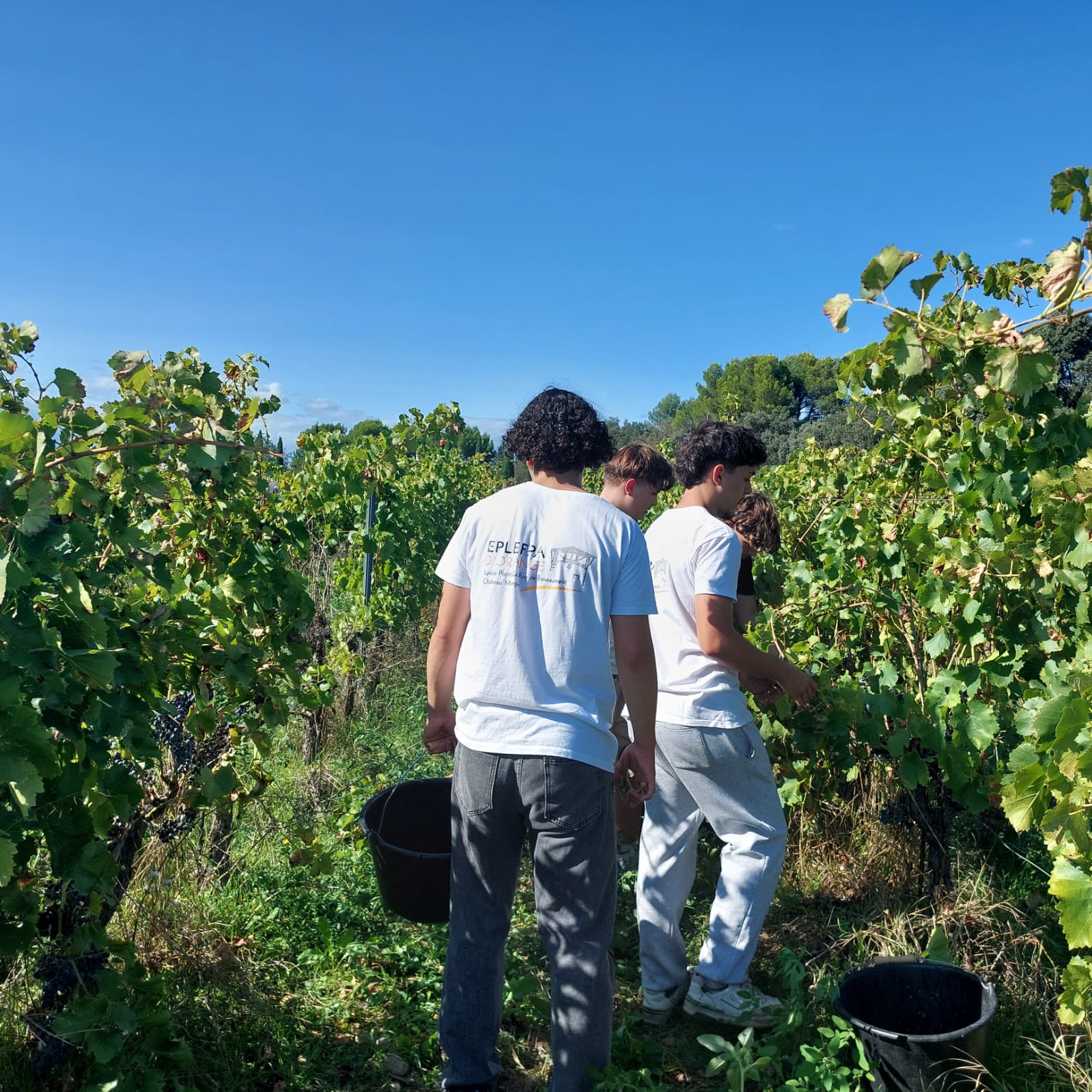 vendanges